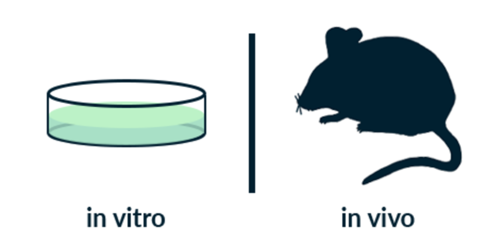 In vitro vs In vivo vaccine potency