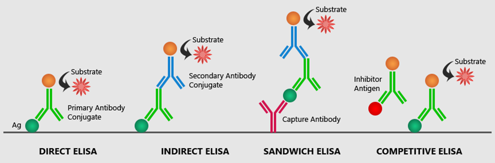 Common types of ELISA assays